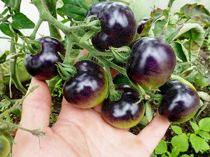 Seeds Indigo Rose Cherry Tomato/Indeterminate Type/Non GMO/Heirloom