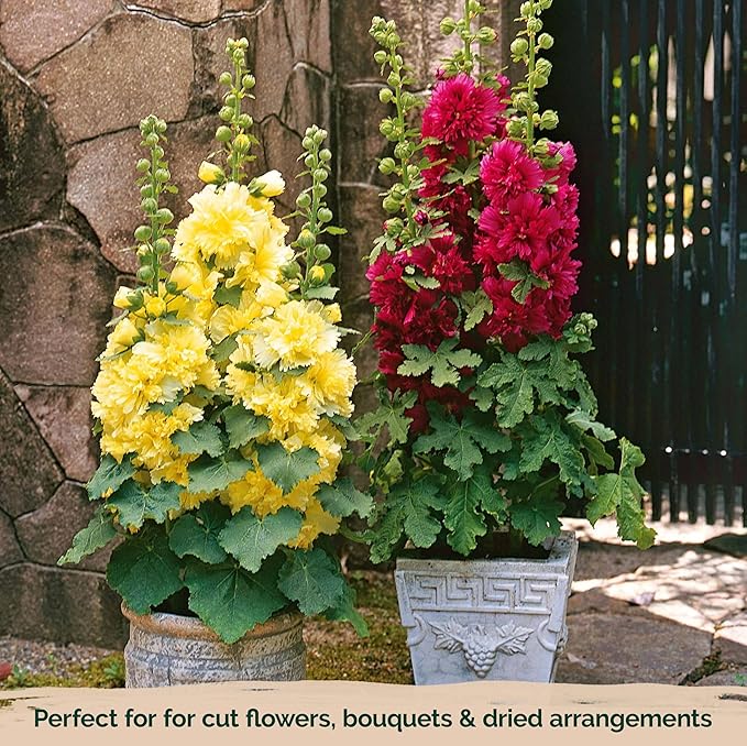 KVITER 300 Chaters Hollyhock Seeds for Planting (Alcea rosea), 2 Pack - Heirloom | Tall Blooms | Pollinator Magnet - Double Hollyhocks Flower Seeds to Plant Outside in Garden, Cottage Borders
