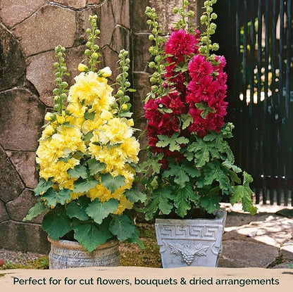 KVITER 300 Chaters Hollyhock Seeds for Planting (Alcea rosea), 2 Pack - Heirloom | Tall Blooms | Pollinator Magnet - Double Hollyhocks Flower Seeds to Plant Outside in Garden, Cottage Borders
