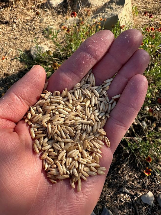 Plant Good Seed Organic Hulless Oat Seeds Seeds for Planting: Ideal for Whole Groats, Vanilla Tan Grains - 275 Seed Packet