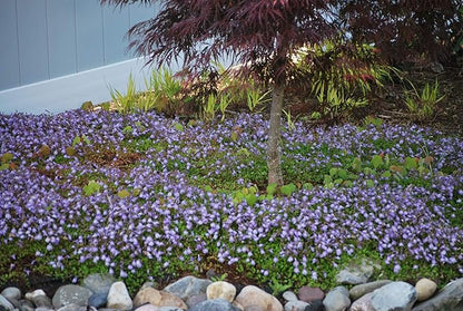 Perennial Farm Marketplace Mazus reptans (Creeping Blue) Groundcover, 1 Quart, Bright Bluish Colored Flowers