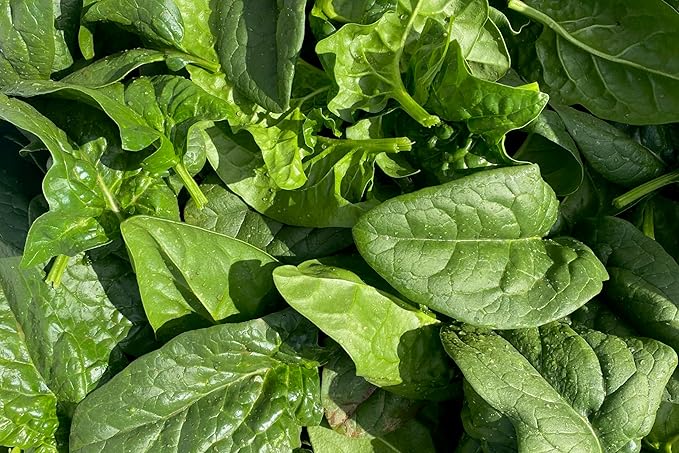 Plant Good Seed Organic Equinox Spinach Seeds - Pack of 300, Heirloom Seeds for Planting Vegetables - Gardening Supplies, Vegetable Garden - Non-GMO, Open Pollinated, from USA