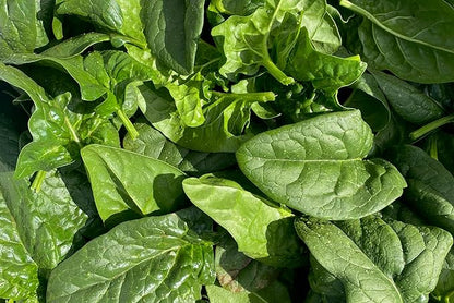 Plant Good Seed Organic Equinox Spinach Seeds - Pack of 300, Heirloom Seeds for Planting Vegetables - Gardening Supplies, Vegetable Garden - Non-GMO, Open Pollinated, from USA