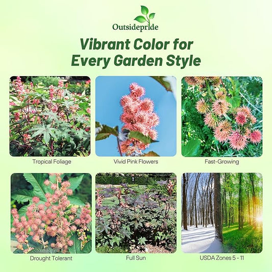 Outsidepride Bright Pink Castor Bean Seeds - 15 Pcs Annual Quick-Growing Tropical Flower Seeds for Planting Vibrant Foliage & Colorful Blooms for Eye-Catching Borders, Gardens & Landscapes