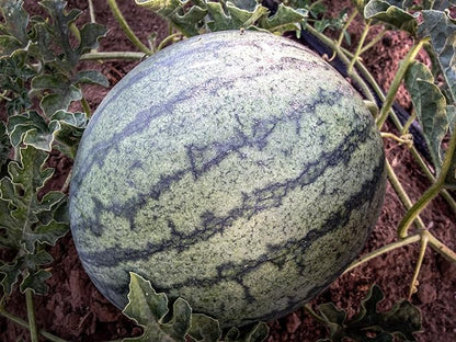 Plant Good Seed Organic Sugar Baby Watermelon Seeds - Pack of 30, Heirloom Seeds for Planting Fruits, Vegetables - Gardening Supplies, Fruit, Vegetable Garden - Non-GMO, from USA