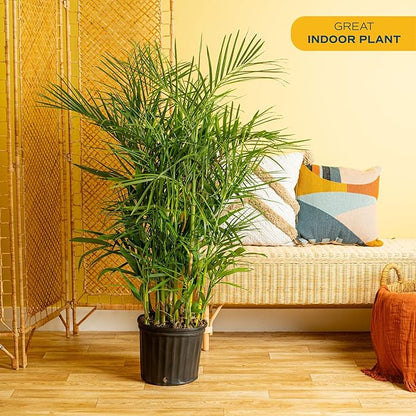 Costa Farms Bamboo Palm Live Plant in Decorative Pot, Air Purifying Large Indoor Houseplant, Perfect for Home, Room, or Office Decor, Great House Warming or Birthday Gift, 3-4 Feet Tall