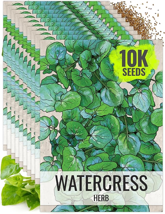 Seed Needs Watercress Seeds for Planting Nasturtium officinale - Non-GMO Heirloom & Untreated - Plant Your own Home Grown Culinary Herb Garden Indoors or Outdoors (10 Packs)