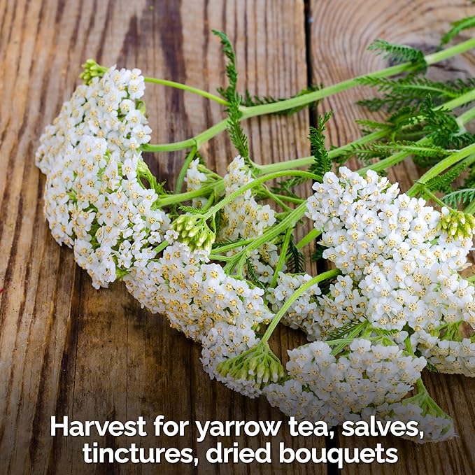 KVITER 2000 White Queen Anne's Lace Seeds (Ammi Majus), 2 Pack – Bishop Flower, Heirloom, Non GMO & Organic Wildflower, False Queen Annes Lace, Pollinator-Friendly Flower Seeds to Plant Outside Garden