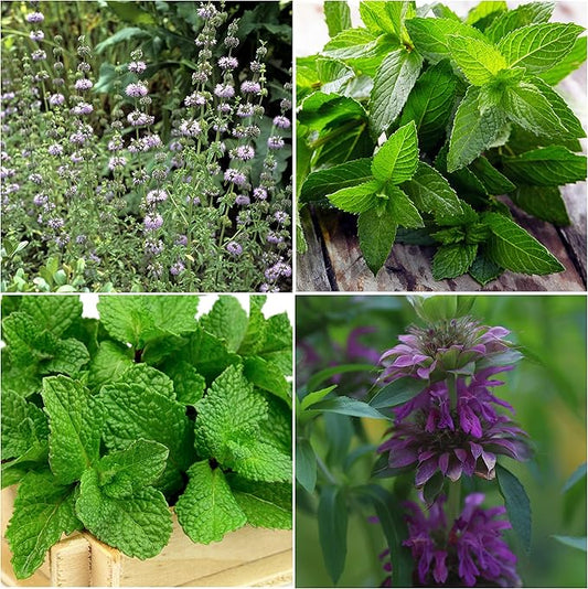 Seed Needs Mint Seeds for Planting Spearmint, Peppermint, Lemon Mint & Pennyroyal - Non-GMO Heirloom & Untreated Herb Seeds to Plant an Indoor Outdoor Home Grown Garden (Variety Pack of 4)