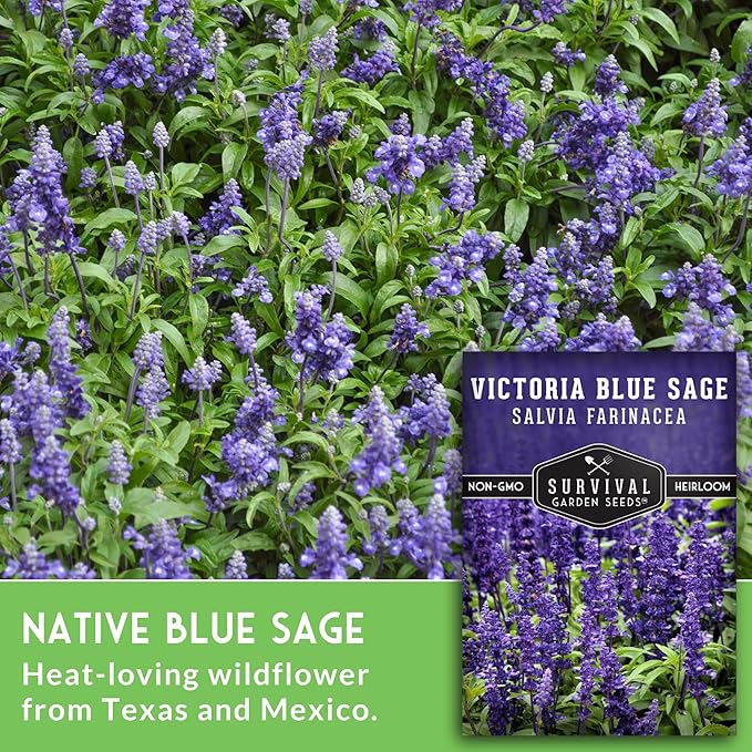 Survival Garden Seeds - Victoria Blue Sage Seed for Planting - 2 Packets with Instructions to Plant and Grow Mealycup Sage or Salvia Farinacea in Your Home Vegetable Garden - Non-GMO Heirloom Variety