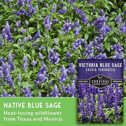 Survival Garden Seeds - Victoria Blue Sage Seed for Planting - 5 Packets with Instructions to Plant and Grow Mealycup Sage or Salvia Farinacea in Your Home Vegetable Garden - Non-GMO Heirloom Variety