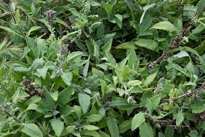 Plant Good Seed Organic Hummingbird Sage Seeds for Planting: California Native, Pink Fuchsia Flowers - 10 Seed Packet