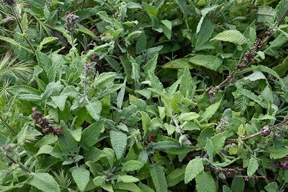 Plant Good Seed Organic Hummingbird Sage Seeds for Planting: California Native, Pink Fuchsia Flowers - 10 Seed Packet
