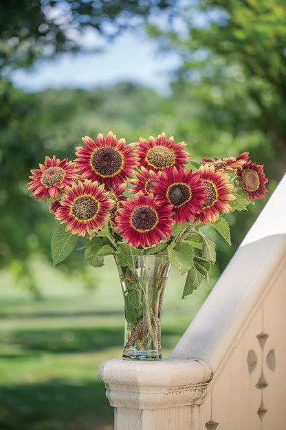 Burpee Crimson Blaze Sunflower Seeds 30 seeds