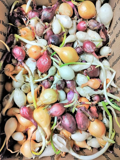 TomorrowSeeds - 3 Colors Mix Onion Sets (Bulbs) - 1/2 Pound (~50 Sets) - Fresh Crop, Stored Cold, for 2026 Planting Yellow, Red, White, Excellent Storage Noon Intermediate Intermediate Day