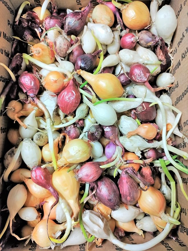 TomorrowSeeds - 3 Colors Mix Onion Sets (Bulbs) Seeds - 25+ Count - for 2026 Planting Yellow, Red, White Gardening Excellent Storage Noon Intermediate Intermediate Day Neutral Onions Grow Your Own