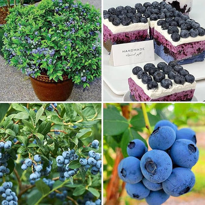 200pcs Blueberry Seeds for Planting, Non-GMO Heirloom Perennial Nutrient-Dense Berries Fruits Seeds, Home Garden Plants for Pots or Raised Beds