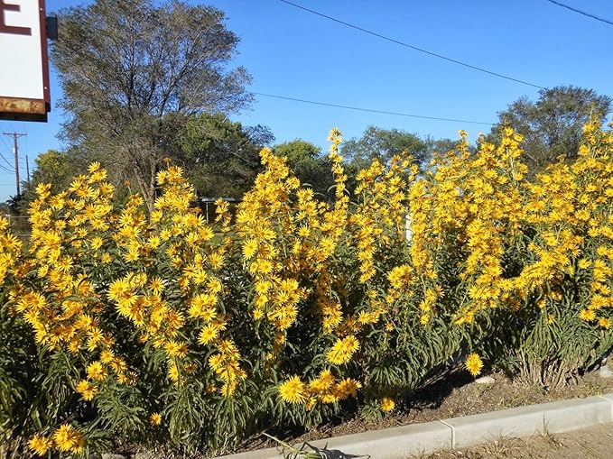 TomorrowSeeds - Maximilian Sunflower Seeds - 6000+ Count - for 2026 Planting Prairie Sunflower Perennial Wildflower Drought Tolerant Deer Resistant Tall Yellow Flower Grow Your Own Home Farm Patio