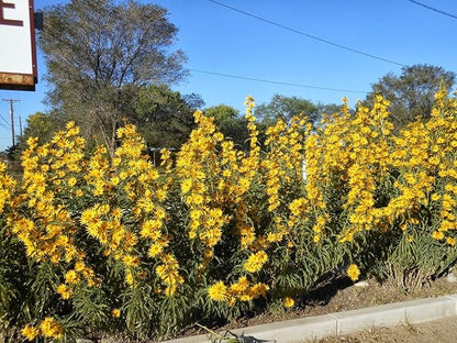 TomorrowSeeds - Maximilian Sunflower Seeds - 3000+ Count - for 2026 Planting Prairie Sunflower Perennial Wildflower Drought Tolerant Deer Resistant Tall Yellow Flower Grow Your Own Home Farm Patio