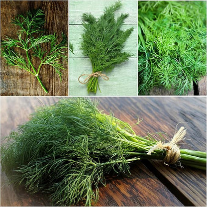 Seed Needs Cilantro & Dill Seeds for Planting Fresh Kitchen Herbs - Non-GMO Heirloom & Untreated Perennial Herb Seed to Plant a Culinary Garden Indoors or Outdoors (2 Packs)