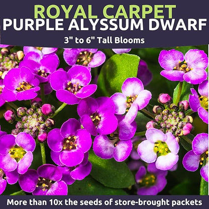 Alyssum Dwarf Purple – Royal Carpet – Large 1/4 Ounce Seed Packet – 17,000 Flower Seeds for Planting – Lobularia maritima