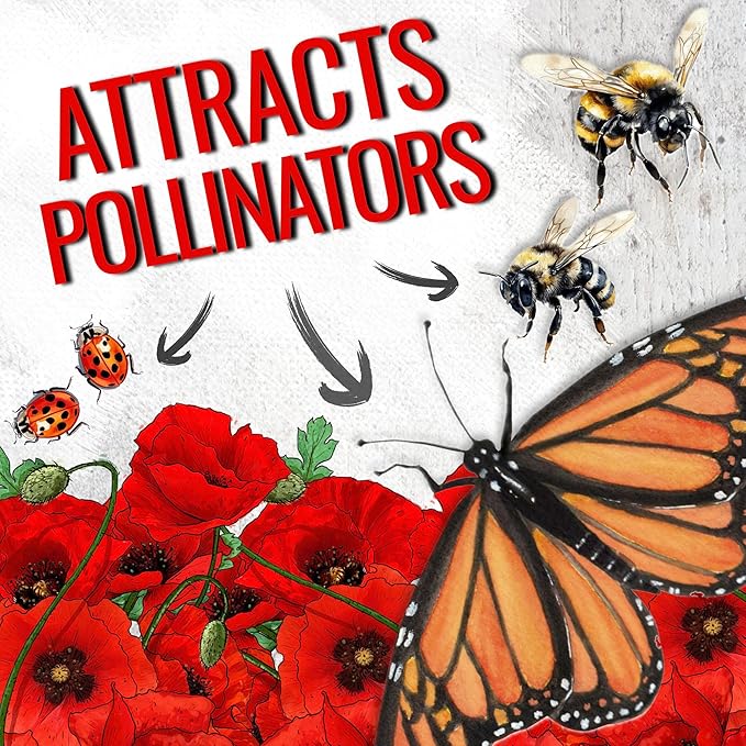 Seed Needs Corn Poppy Seeds for Planting Wildflower Seeds | 1.5 Ounce Papaver Rhoeas Annual Flower Seed Red Blooms | Produces Red Prolific Blooms an American Summer Favorite | Bulk