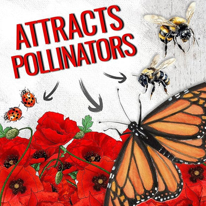 Seed Needs Corn Poppy Seeds for Planting Wildflower Seeds | 1.5 Ounce Papaver Rhoeas Annual Flower Seed Red Blooms | Produces Red Prolific Blooms an American Summer Favorite | Bulk