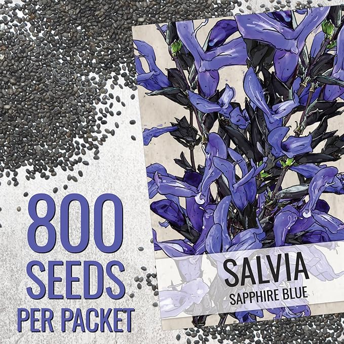Seed Needs Sapphire Blue Sage Seeds for Planting - Heirloom & Open Pollinated Salvia - Grow a Butterfly Garden with Perennial Flowering Plants (2 Packs)