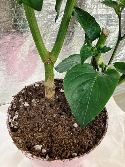 All Purpose Indoor Houseplant Potting Soil Mix Peat Moss & Perlite (3 Cups / 1 Quart)- Ivy, Crotons, Peace Lily, Spider Plants etc...from Baby Violets