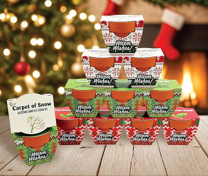 BUZZY Seeds Sweater Pattern Mini Terracotta Pots Grow Kit, 12-Pack Assorted Christmas Basil, Spruce, and Alyssum Seed Packets, Indoor Plant Starter Set, Stocking Stuffers, Party Favors