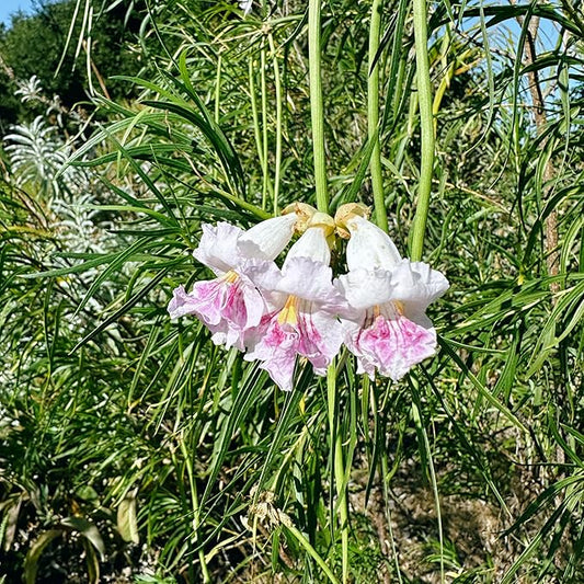 Plant Good Seed Organic Chilopsis/Desert Willow Tree Seeds for Planting: California Native Plant, Pink and White Flowers - 30 Seed Packet