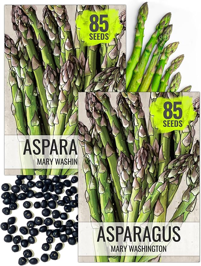 Seed Needs Asparagus Seeds for Planting Mary Washington Asparagus - Non-GMO Heirloom & Untreated Perennial Vegetable Seed to Plant an Outdoor Home Grown Garden (2 Packs)