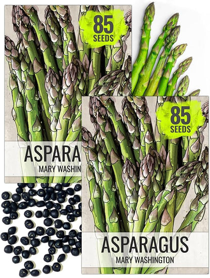 Seed Needs Asparagus Seeds for Planting Mary Washington Asparagus - Non-GMO Heirloom & Untreated Perennial Vegetable Seed to Plant an Outdoor Home Grown Garden (2 Packs)