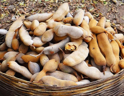 TomorrowSeeds - Tamarind Tree Seeds - 5+ Count - for 2026 Planting Tamarindus Indica Tamarindo Indian Date Imli Assam Asam Java Sweet Sour Pulp Tropical Fruit Trees Perennial Grow Your Own Home Farm