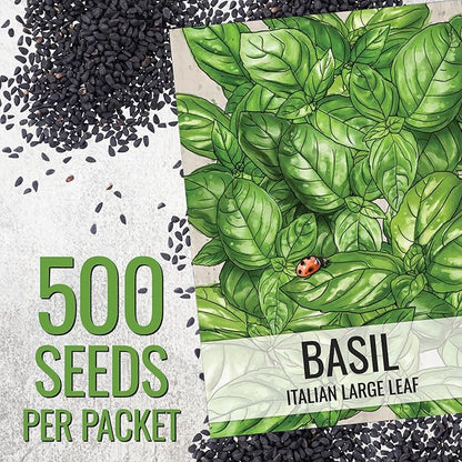 Seed Needs Basil Seeds for Planting Italian Large Leaf Herbs - Non-GMO Heirloom & Untreated - Grow an Indoor or Outdoor Home Grown Herb Garden (2 Packs)