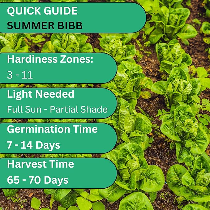 Summer Bibb Lettuce Seeds for Planting – Heirloom, Heat Tolerant Bibb Lettuce Seeds, Loose Leaf Salad Lettuce for Home Gardens & Hydroponics | Woods Creek Seeds
