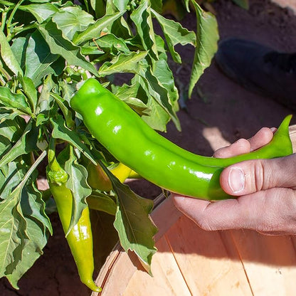 Hatch Chile Seeds from Chile Revival - Qty 20 (Medium/Hot Big Jim)