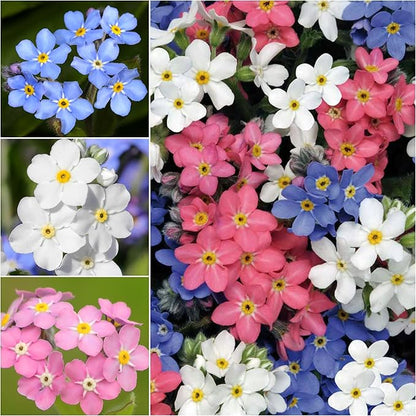 Seed Needs, Mixed Forget Me Not Seeds - 1,000 Heirloom Seeds for Planting Myosotis alpestris - Pink Blue & White Blooms, Open Pollinated & Pollinator Friendly (5 Packs)
