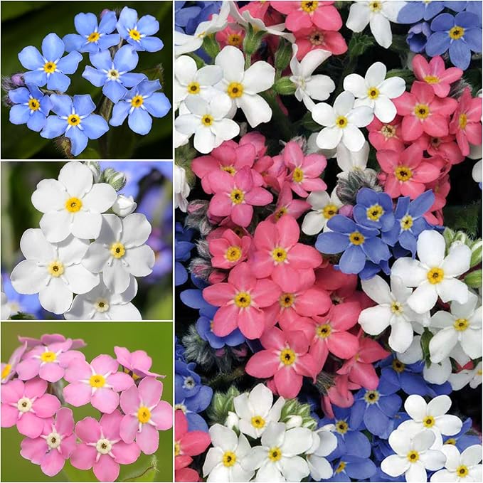 Seed Needs, Mixed Forget Me Not Seeds - 1,000 Heirloom Seeds for Planting Myosotis alpestris - Pink Blue & White Blooms, Open Pollinated & Pollinator Friendly (2 Packs)