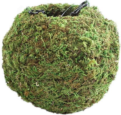 SuperMoss (29346) Kokedama Planter, 4", Fresh Green