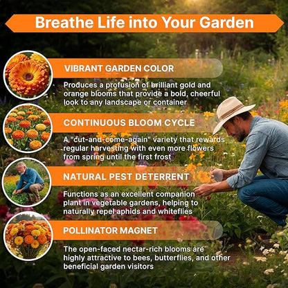 Calendula Seeds Pack 1 oz - Over 3,250 Non-GMO Heirloom Calendula Seeds for Planting Indoor & Outdoor Gardening, Flower Seed for Planting Home and Garden, Flowers Seed in Individual Packet
