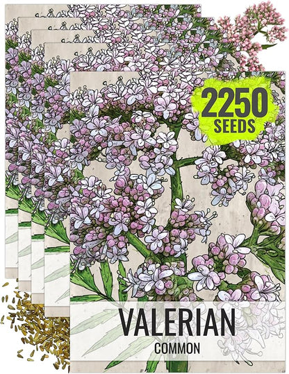 Seed Needs Valerian Seeds for Planting Stink Root Plants - Non-GMO Heirloom & Untreated Perennial Medicinal Herb Seed to Plant a Home Grown Outdoor Garden (5 Packs)