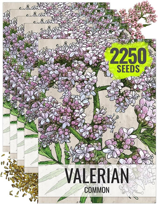 Seed Needs Valerian Seeds for Planting Stink Root Plants - Non-GMO Heirloom & Untreated Perennial Medicinal Herb Seed to Plant a Home Grown Outdoor Garden (5 Packs)
