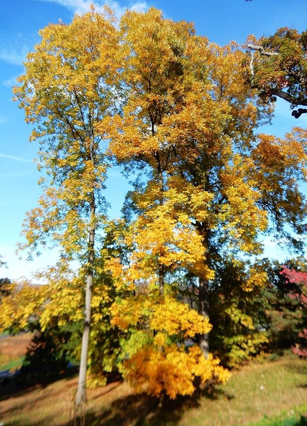 TomorrowSeeds - Pecan Tree Seeds - 6+ Count - For 2026 Planting Carya Illinoensis Illinois Nut Pecans Buttery Edible Texas American Hickory Native Perennial Trees Grow Your Own Home Farm Patio Healthy