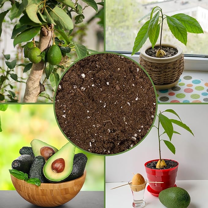 Soil Sunrise Avocado Tree Potting Soil Mix (12 Quarts) for Germinating, Growing and Repotting Avocado Plants