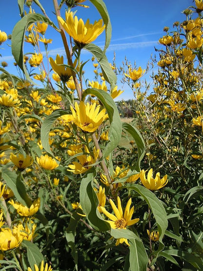 TomorrowSeeds - Maximilian Sunflower Seeds - 1000+ Count - for 2026 Planting Prairie Sunflower Perennial Wildflower Drought Tolerant Deer Resistant Tall Yellow Flower Grow Your Own Home Farm Patio