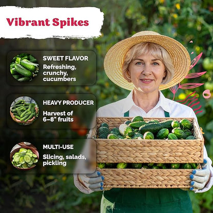 KVITER 50 Muncher Cucumber Seeds (Cucumis sativus) – Burpless & Seedless Cucumber Organic, Non GMO & Heirloom Cucumbers – Vegetable Seeds for Planting Outdoors in Home Garden & Containers