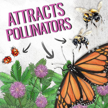 Seed Needs Sensitive Plant Seeds for Planting Mimosa pudica - Heirloom & Open Pollinated Annual Flowers - Pink Blooms with Leaves That React to Touch (2 Packs)