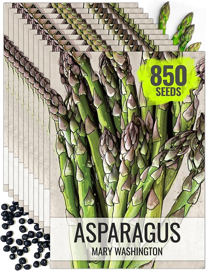 Seed Needs Asparagus Seeds for Planting Mary Washington Asparagus - Non-GMO Heirloom & Untreated Perennial Vegetable Seed to Plant an Outdoor Home Grown Garden (10 Packs)