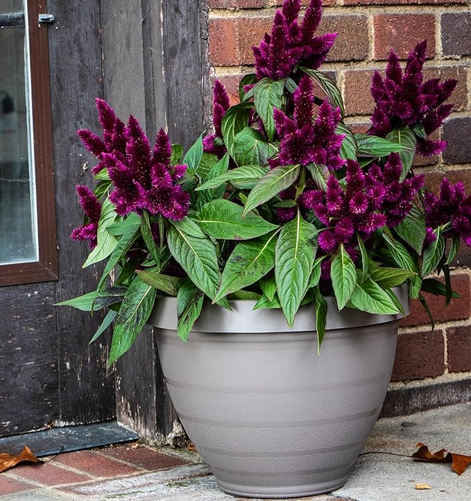 The HC Companies Rings Flower Planter - Self Watering Plant Pots for Herbs & More - Round Lightweight Outdoor & Indoor Planter (12" Gray, Pack of 2)